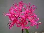 Nerine Rosea